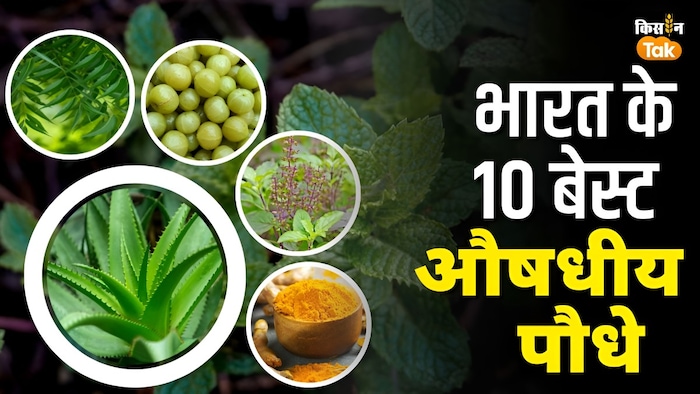 प्रमुख औषधीय पौधे और उनके फायदे.