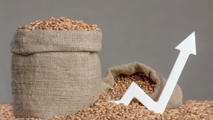 मुंबई मंडी में रिकॉर्ड 6706 क्विंटल की आवक के बावजूद गेहूं का 6 हजार के पार हो गया.