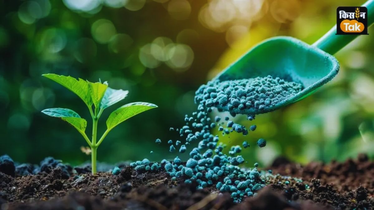 हरियाणा में खरीद केंद्रों के बाहर लगा बोर्ड, ‘डीएपी खाद नहीं है', किसान परेशान