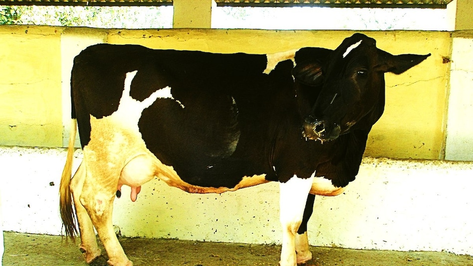 Cow Breed: क्या आपने फ्रीजवाल गाय का सुना है नाम, दूध उत्पादन से कर देती है मालामाल...जानिए डिटेल  Cow Breed: क्या आपने फ्रीजवाल गाय का सुना है नाम, दूध उत्पादन से कर देती है मालामाल...जानिए डिटेल