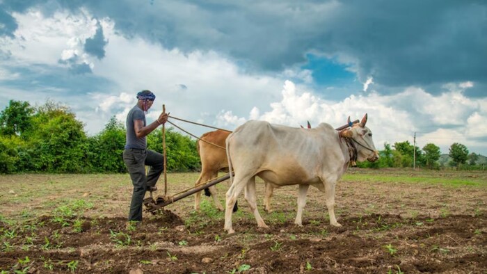 वैज्ञानिकों ने दी गेहूं-मक्का की इन किस्मों की सलाह.(सांकेतिक तस्वीर)