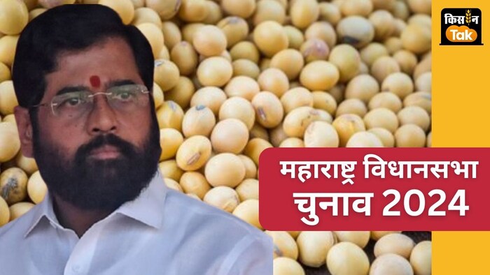 चुनाव के दौरान कपास और सोयाबीन के दाम और खरीद को लेकर किए गए ऐलान ने किसानों को वोट में बदल दिया.