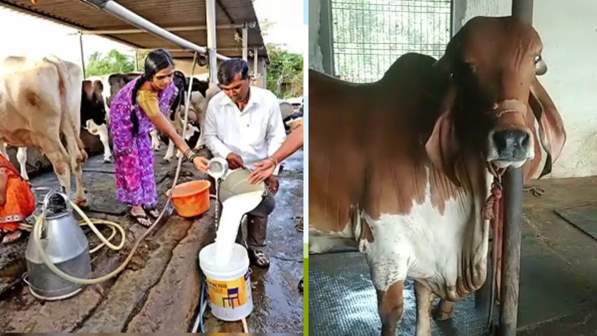 पशुओं को खाने में सरसों या मूंगफली की खली देना भी काफी अच्छा है. (Photo-Kisan Tak)