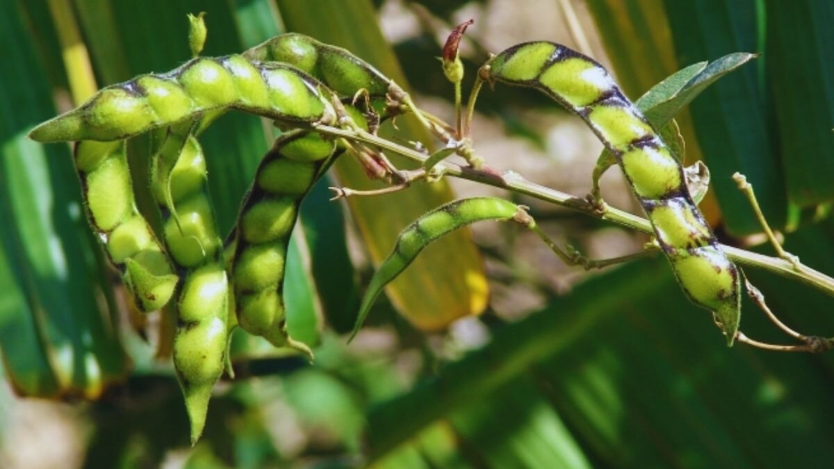 अरहर सुबह में हरा और दोपहर को मुरझा जाए तो समझ लें खतरा है, तुरंत डालें ये दवा