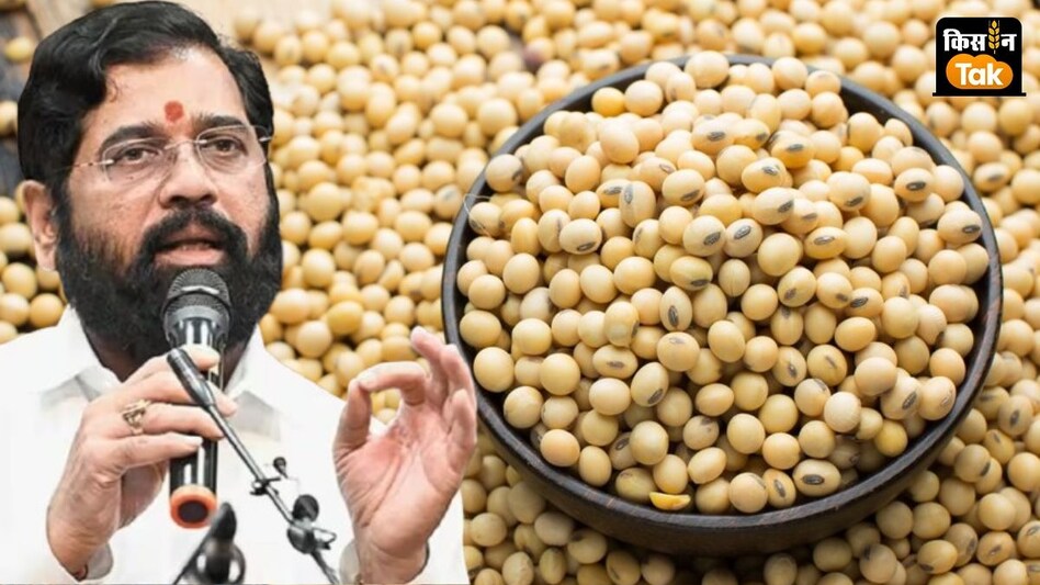 महायुति सरकार पर भारी दबाव, इन 2 तरीकों से सोयाबीन किसानों को राहत देने की तैयारी महायुति सरकार पर भारी दबाव, इन 2 तरीकों से सोयाबीन किसानों को राहत देने की तैयारी