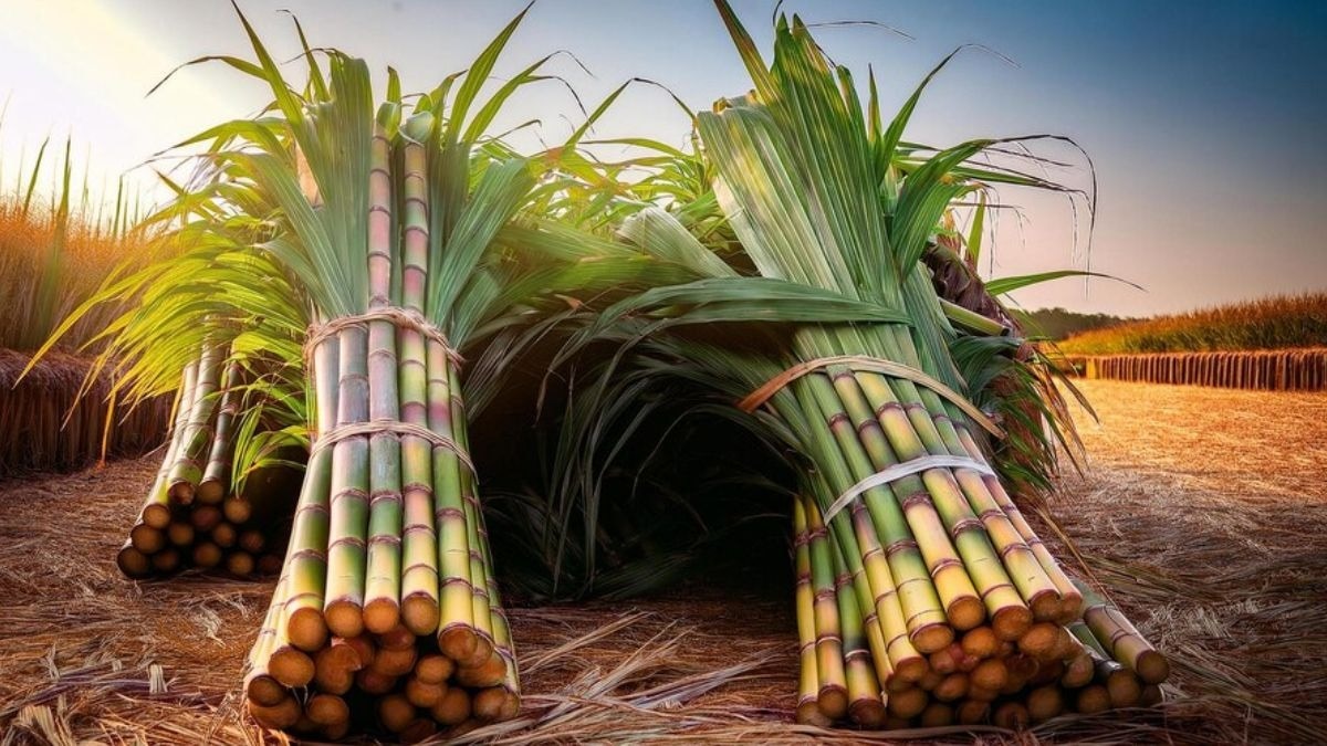 मक्का, चावल और गेहूं की तुलना में अधिक कुशलता से पानी इस्तेमाल करता है गन्ना.