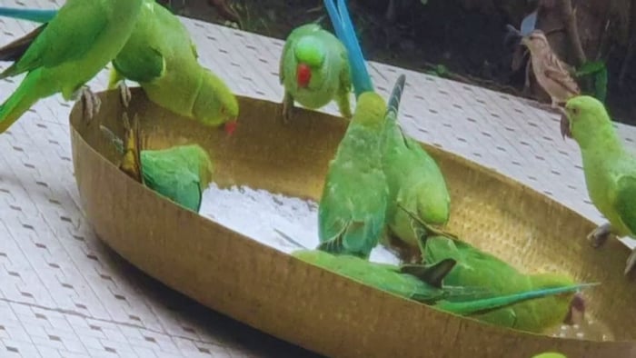 पक्षियों के लिए खरीदें दाना