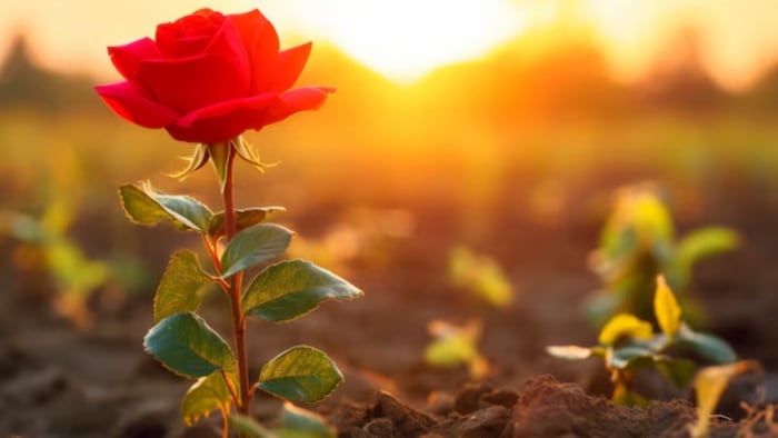 गुलाब का पौधा लगाना शुभ है या अशुभ