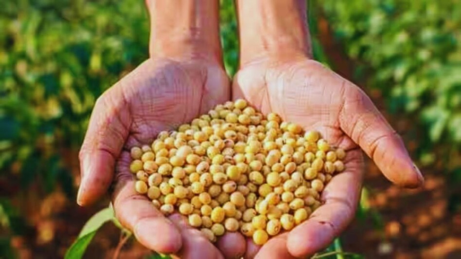 सोयाबीन को सस्ते में बेचने से बढ़िया है स्टोर करना, ये है भंडारण का 5 बेस्ट तरीका सोयाबीन को सस्ते में बेचने से बढ़िया है स्टोर करना, ये है भंडारण का 5 बेस्ट तरीका