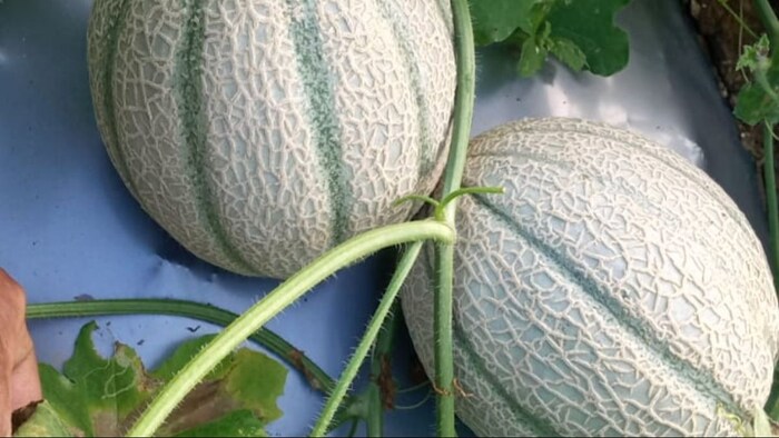 Melon Varieties