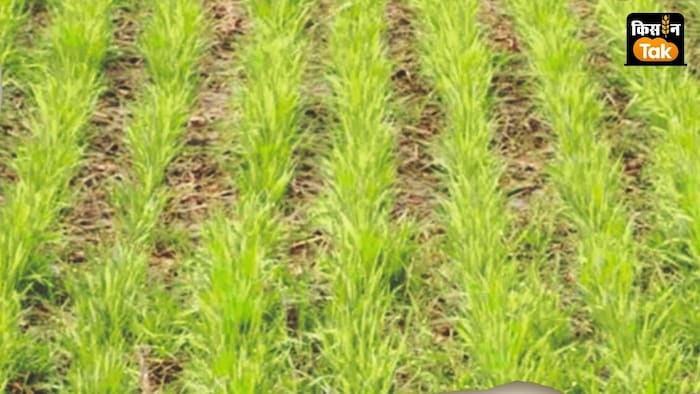 कृषि एक्सपर्ट ने बताया कि गेहूं के लिए खरपतवार बेहद खातक साबित होता है.