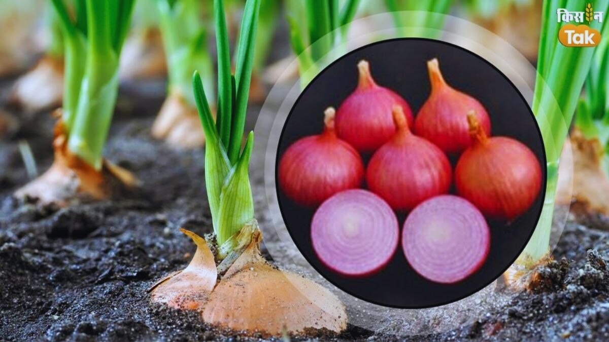 खेती-बाड़ी में कैसे बढ़ा बायोटेक्नोलॉजी का रोल, 5 पॉइंट्स में जानिए सबकुछ