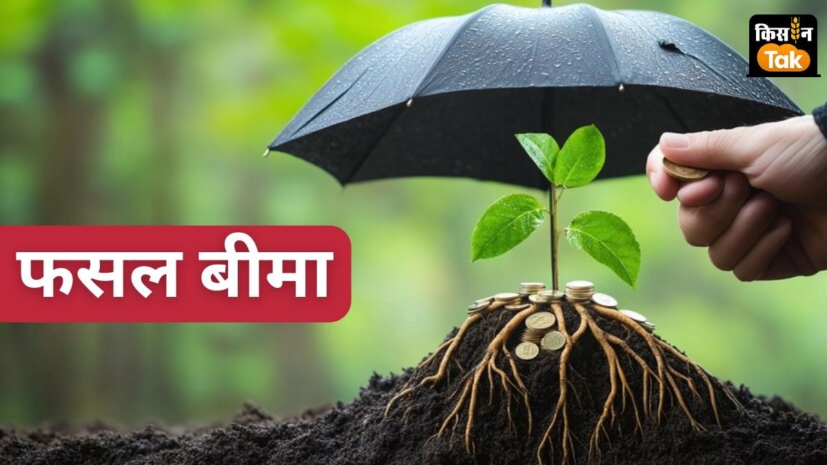 मक्का किसान केवल 1 रुपये की टोकन मनी देकर अपनी फसल का बीमा करा सकते हैं.