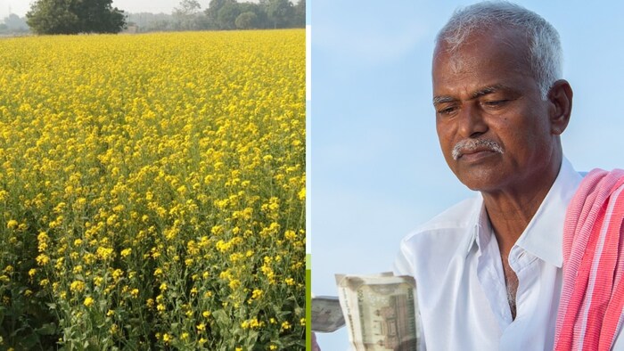 सात साल में दोगुने से अधिक बढ़ी तिलहन की उपज.