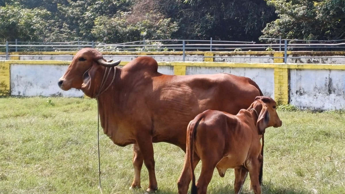 गोचर भूमि के 60 प्रतिशित से अधिक क्षेत्रफल में सरकार कर रही हरे चारे का उत्पादन.