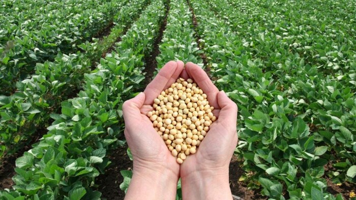 मध्य प्रदेश में सोयाबीन की सरकारी खरीद 25 अक्टूबर से चल रही है.