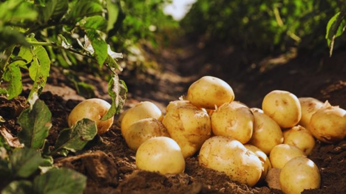 आलू की फसल में रोग