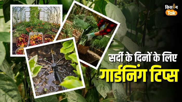 winter gardening tips