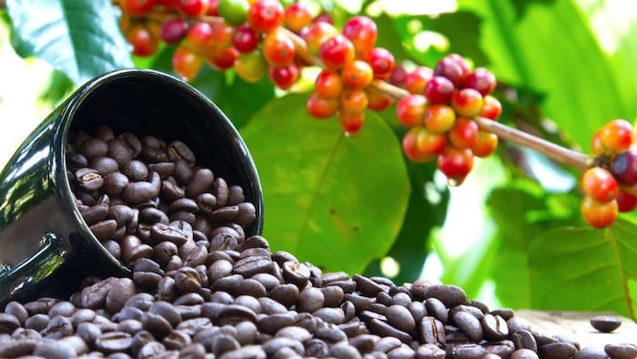 अनियमित मौसम से कॉफी फसल में करीब 4 सप्ताह की देरी देखी गई है.