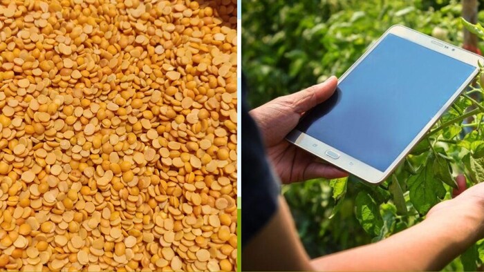 हमीरपुर, महोबा, बांदा और चित्रकूट जिलों में इस बार अरहर की खेती का बढ़ा रकबा.