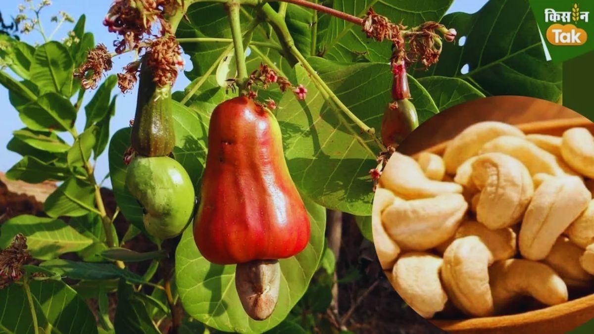 काजू उगाने में देश में अव्वल है महाराष्ट्र, बाकी 6 प्रमुख राज्यों का जानें हाल