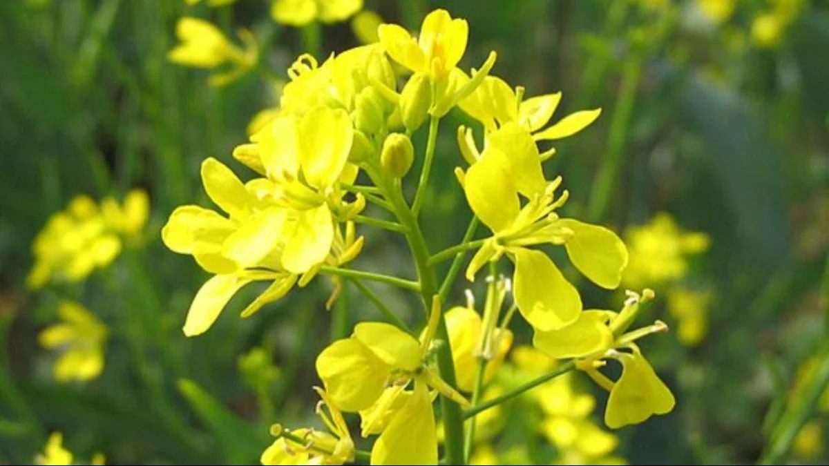 सरसों की खेती