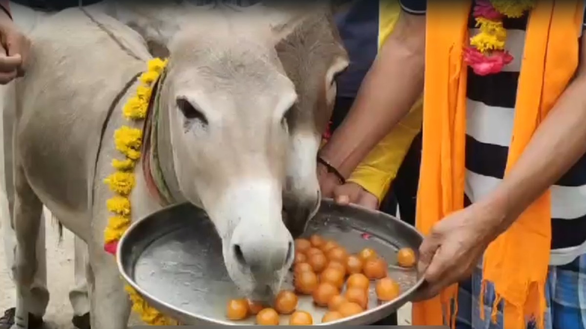 Donkey Milk: जानें क्यों एक बार फिर से हो रही है गधी के दूध की चर्चा, पढ़ें डिटेल 