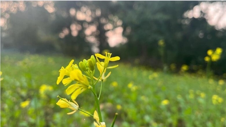 Mustard Farming, Weather Impact On Wheat Crop