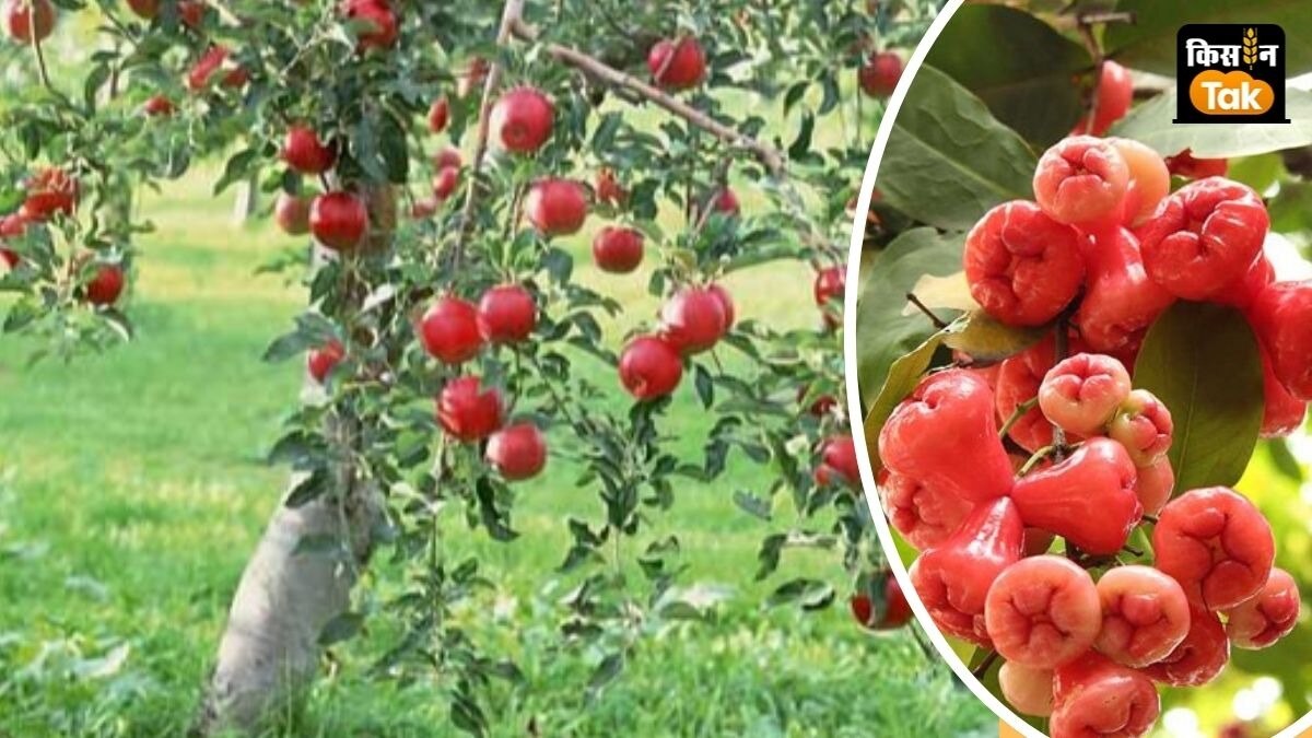 सेब के पौधे की कीमत 100 रुपये से 200 रुपये के बीच है.