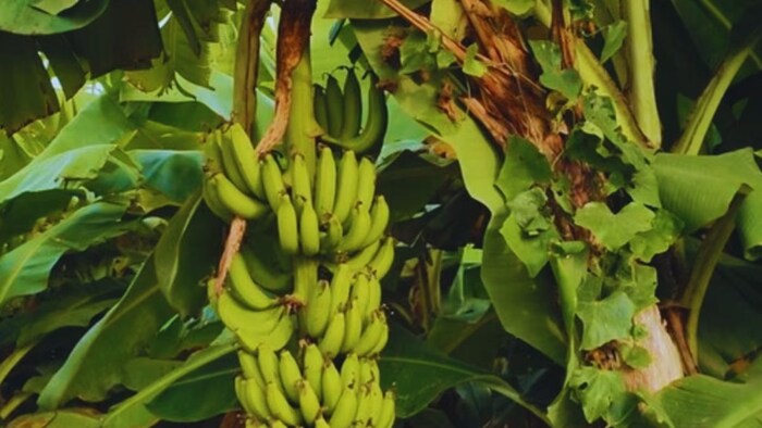 केले में लगने वाले रोग