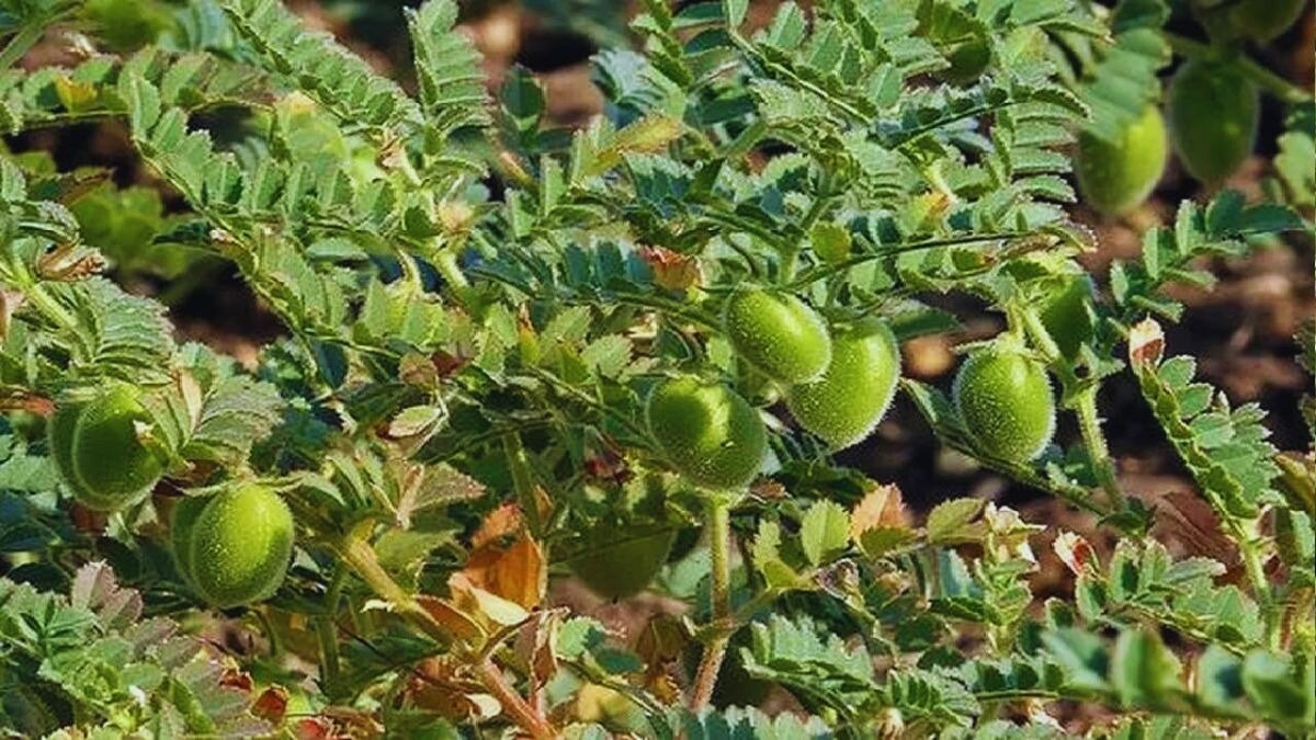 चने का रकबा बढ़ाने के लिए केंद्र सरकार ने किया आग्रह, इन राज्यों से की अपील