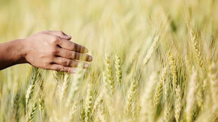 उत्तराखंड के किसानों को 90 हजार किसानों को 21 क्विंटल बीज दिए गए हैं.