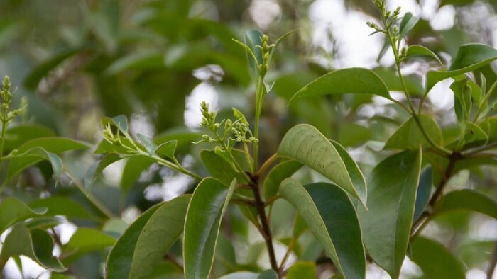 sandalwood plant