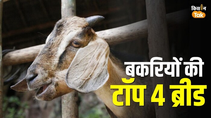 top four breed of goat