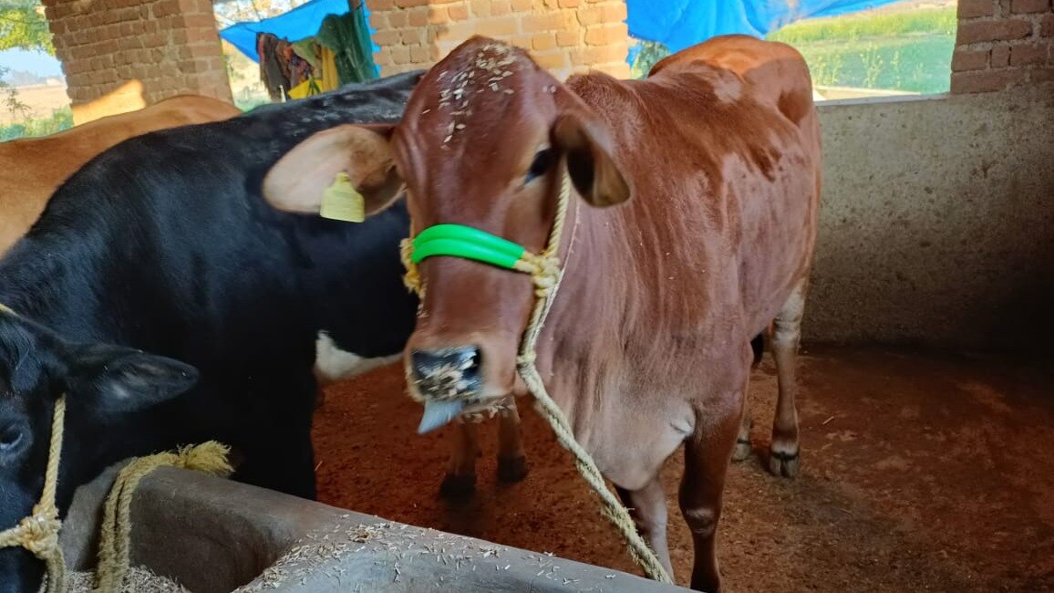 पशुओं को शीतलहर से बचाने के लिए करें ये उपाय, खुराक में जरूरी है बदलाव