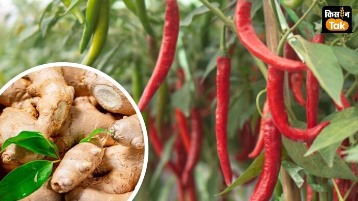 अगले महीने यानी जनवरी 2025 से खरीद शुरू होगी.