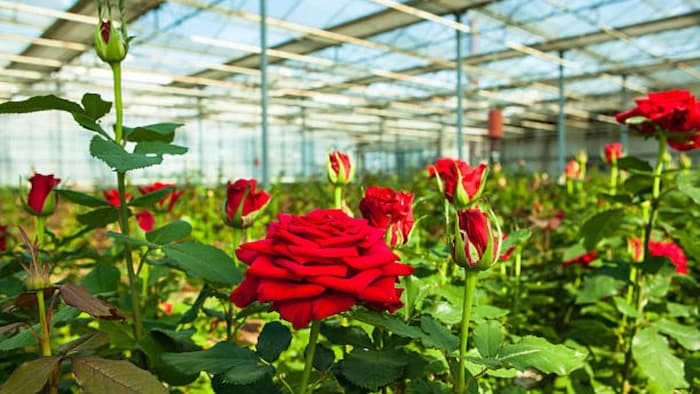 gulab ki kheti rose farming