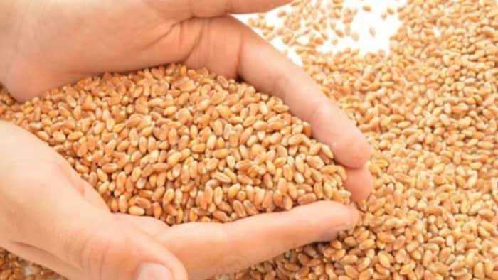 मात्र 28.75 रुपये में बीज दे रही हरियाणा सरकार. (सांकेतिक तस्वीर)