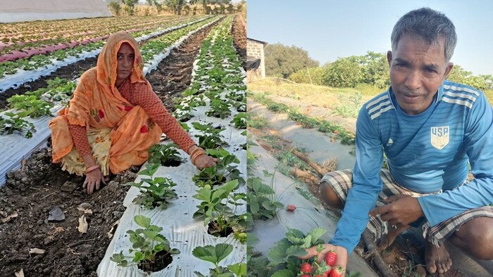 Jhabua Strawberry Farming