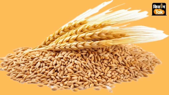 गेहूं का मंडी भाव मौजूदा MSP से 28 फीसदी ऊपर पहुंच गया है.