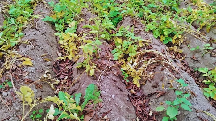 आलू की फसल पर पाला का असर