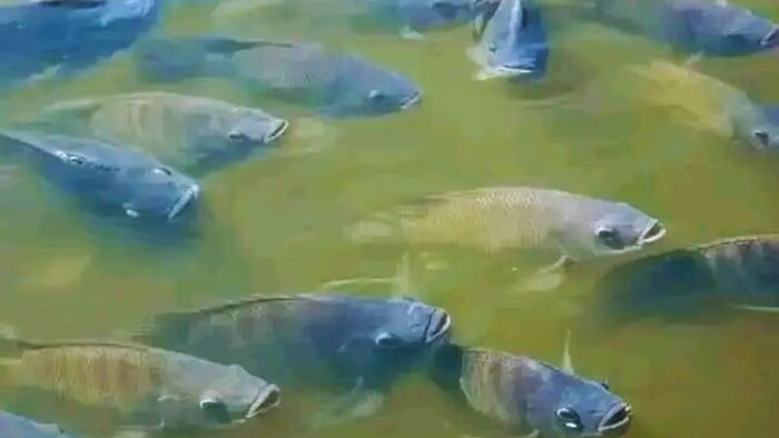 मछलियों को बीमारी से बचाने के उपाय