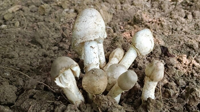 ओएस्टर और बटन मशरूम की खेती ग्रामीण क्षेत्रों में तेजी के साथ आगे बढ़ रही है.