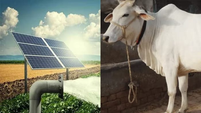 गौपालन पर मिलेगी सब्सिडी