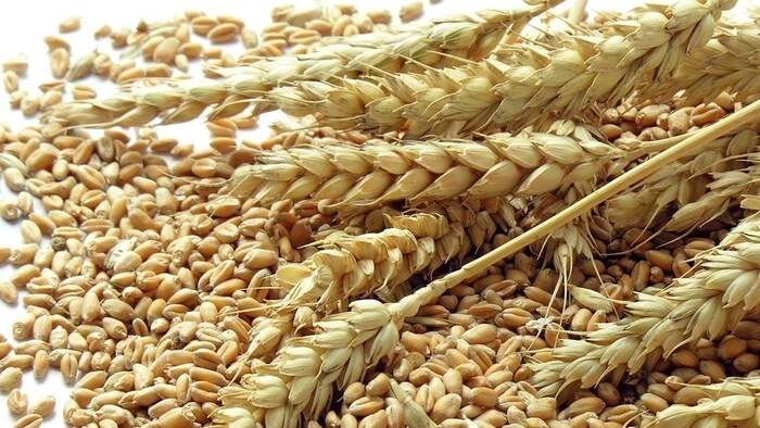 उत्तर प्रदेश सरकार ने उत्तम किस्म के बीजों की बिक्री का टारगेट 6.94 लाख क्विंटल रखा है.