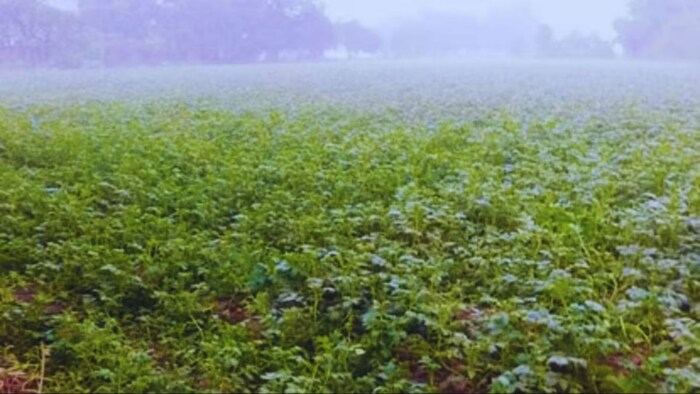 पाला को लेकर कृषि विभाग का अलर्ट