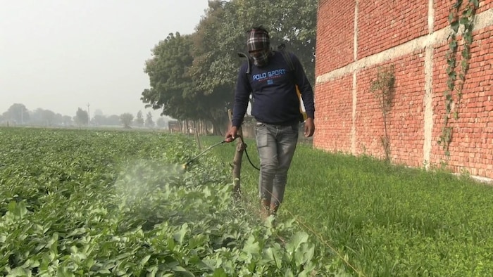 liquor spray on crop