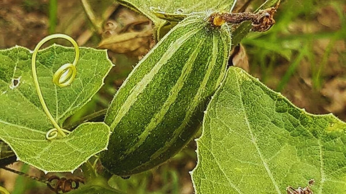 अब घर बैठे डाक से मंगवा सकते हैं परवल के उन्नत बीज, इतनी देनी होगी कीमत