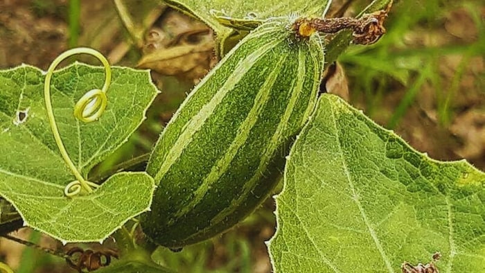 परवल उत्पादन