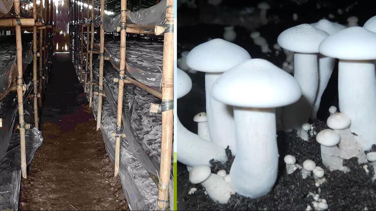 किसान सतीश कुमार बताते हैं कि आज हम करीब चार छप्परों में मशरूम की खेती कर रहे हैं.